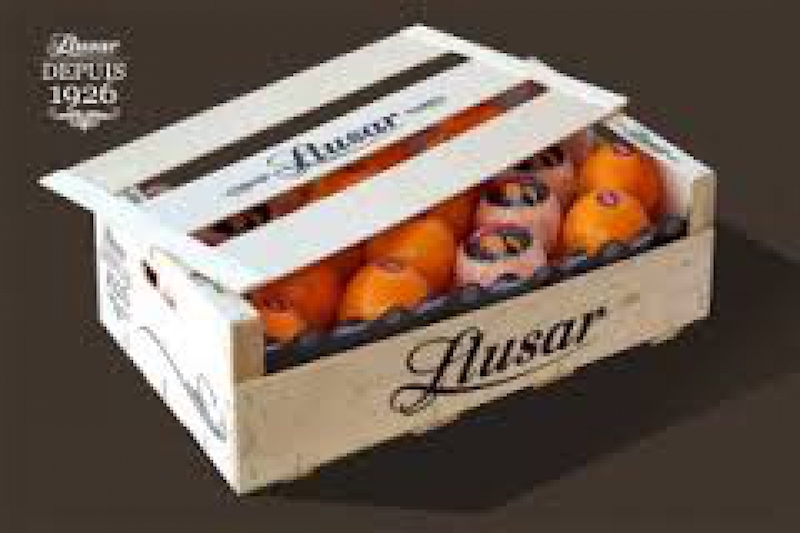 Sinaasappel Llusar